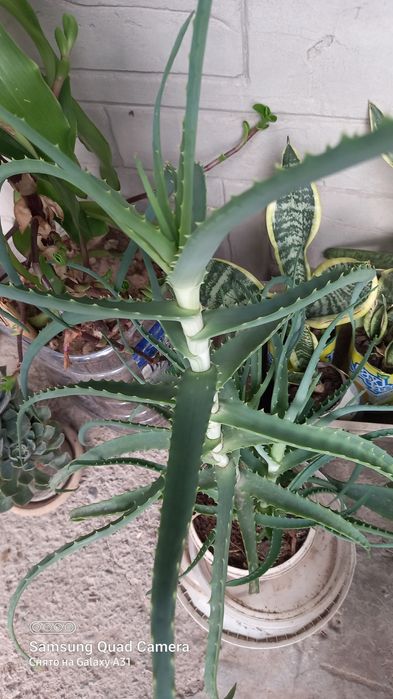 Цветы алоэ саженцы