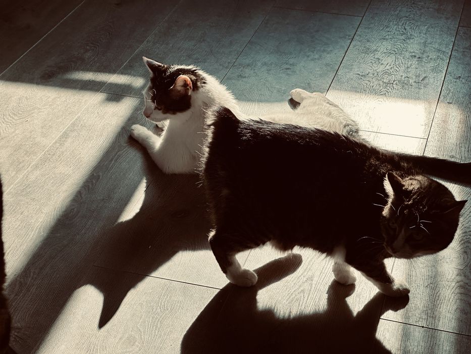 Pisic pisica pisici frumosi