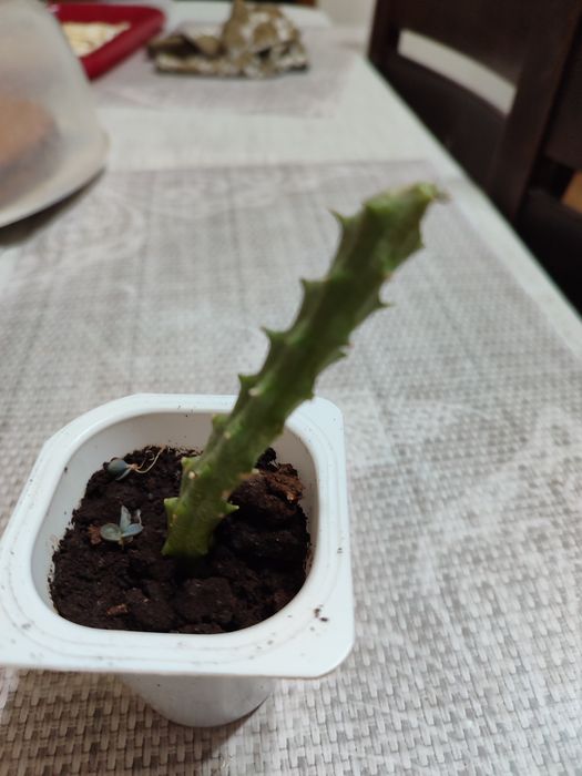 Отростки цветов комнатных