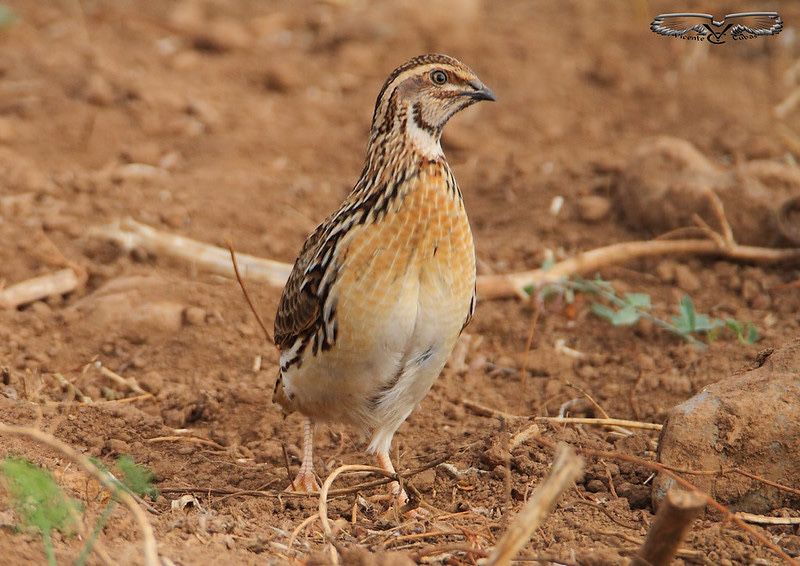 обмен киламан италия беданала бор 35 40кунли сайрога якин канарейкага