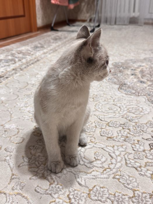 Отдам котенка (мальчик) в добрые руки