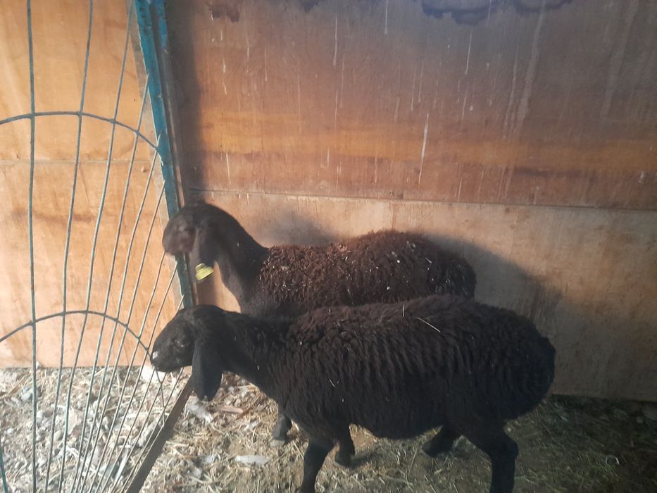 Токтылар сатылады