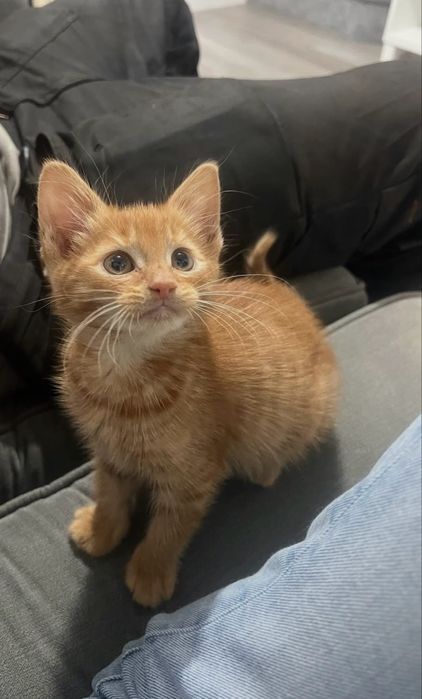 Котенок в добрые руки