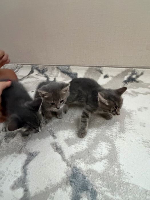Отдам котят в добрые руки