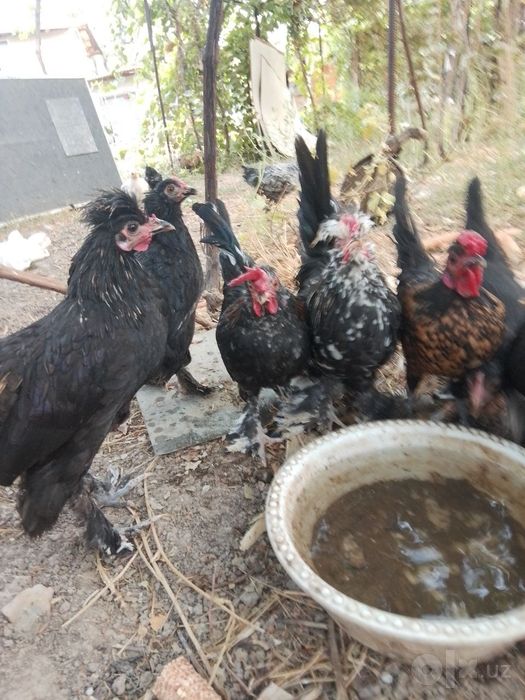 Brama,qora shag'zoda, yapon jo'jalar