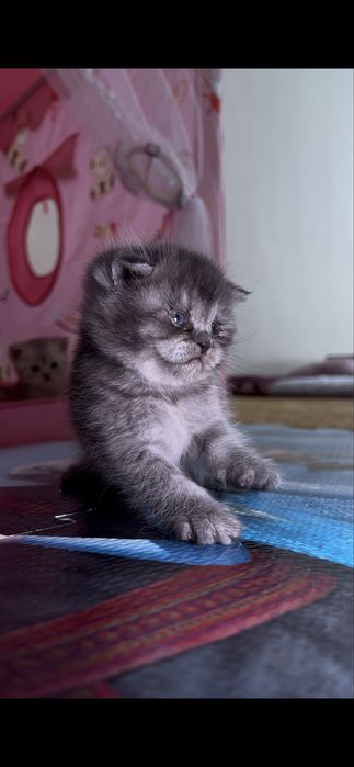 Продается котик скоттиш фолд