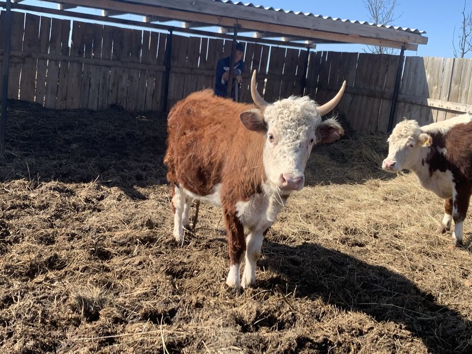 Кашар сатам 3 жаста