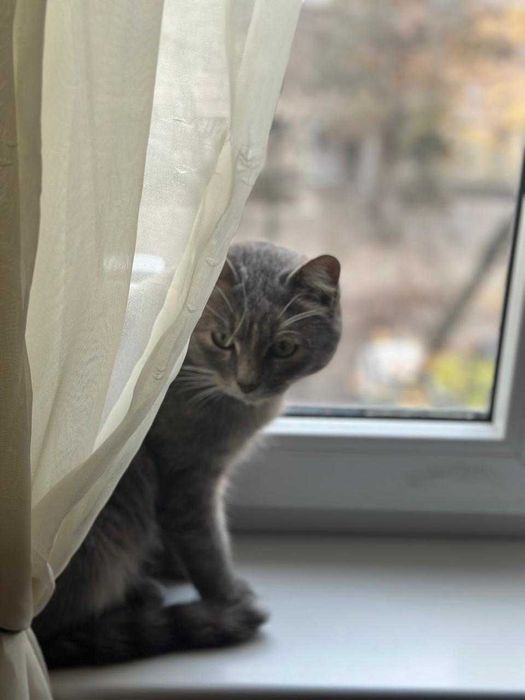 Найдена домашняя кошка