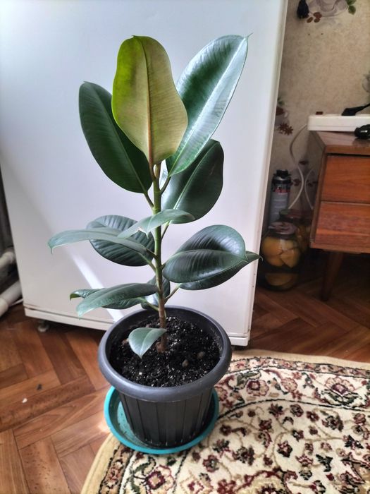 Продам фикус 5000. Драцена -2 деревца -6000