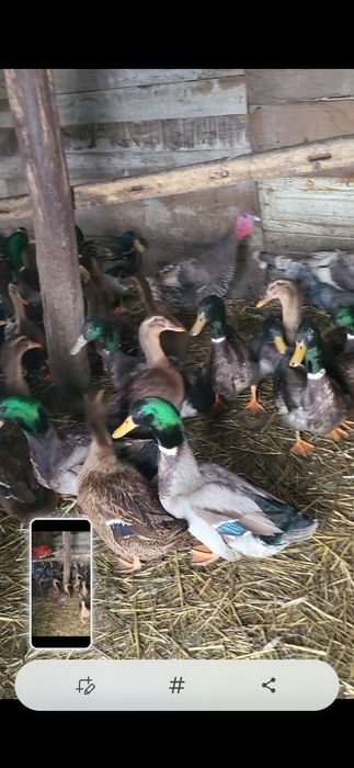 Rate rouen sălbatic