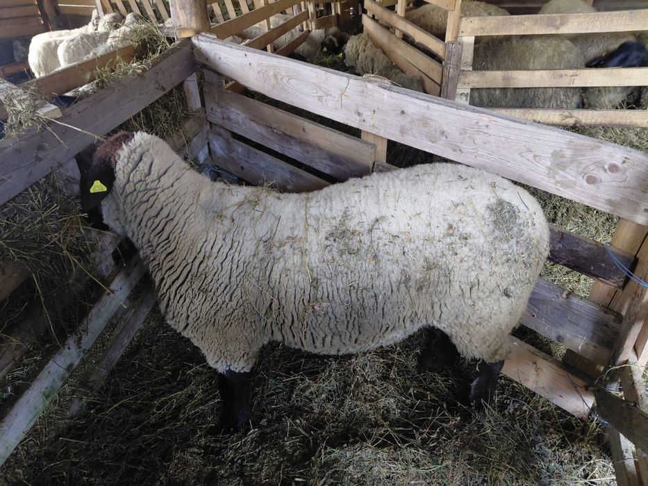 Berbec de rasă Sulffok de 2 ani