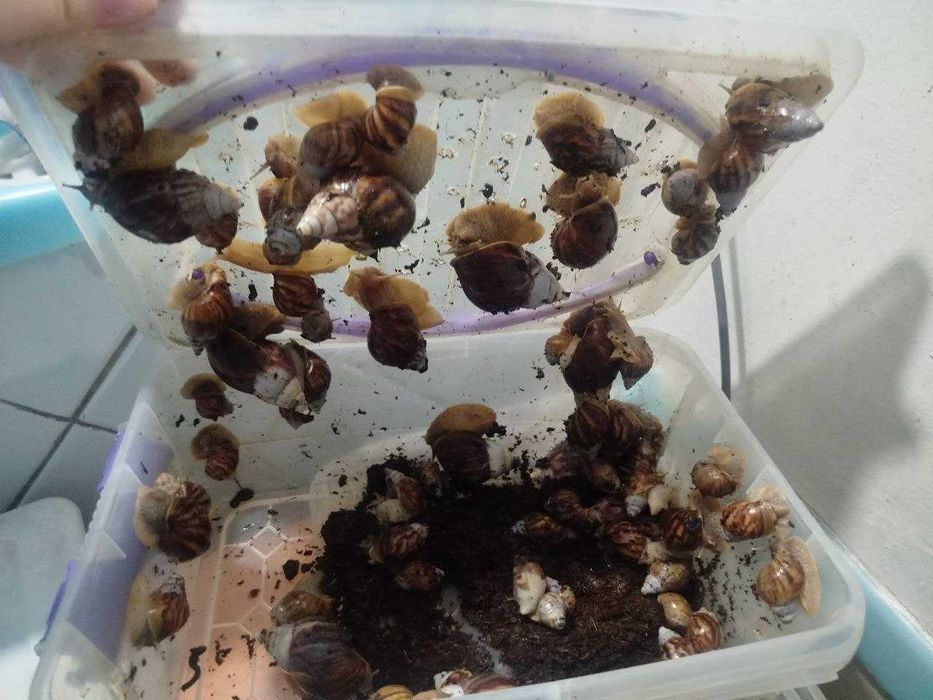 Ulitka ideal holatda zor boqilgan