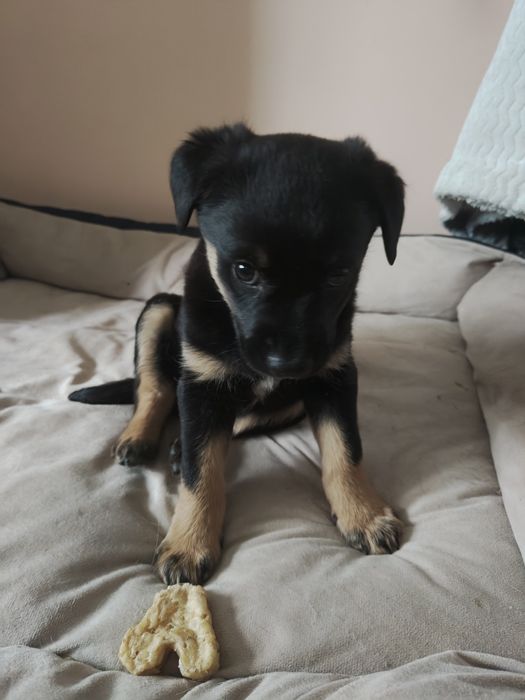 Щенок ищет дом, найденыш