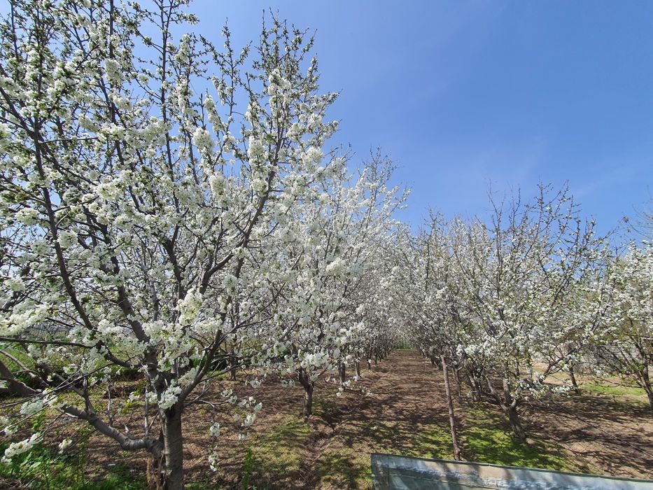 Yer sotiladi 18 sotix. Sotixi 7000$ dan sotiladi