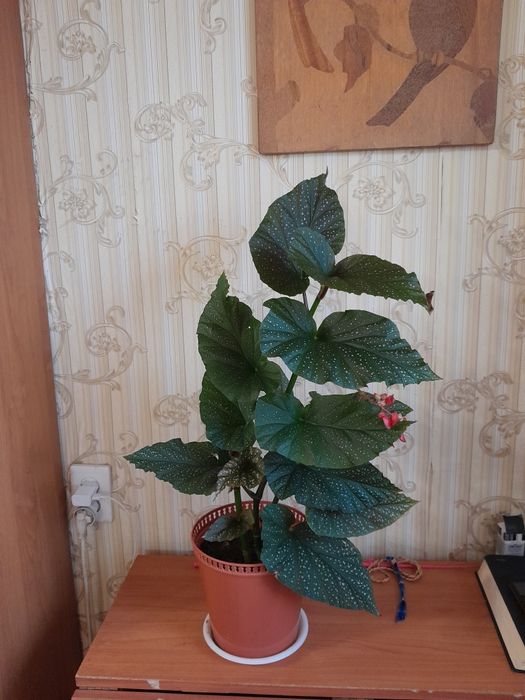 Бегонию коралловую продам