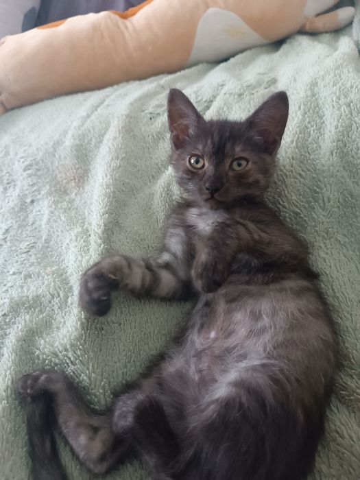 Котенок девочка бесплатно