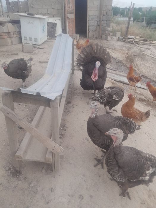 Продам индюков северо кавказский бронза.