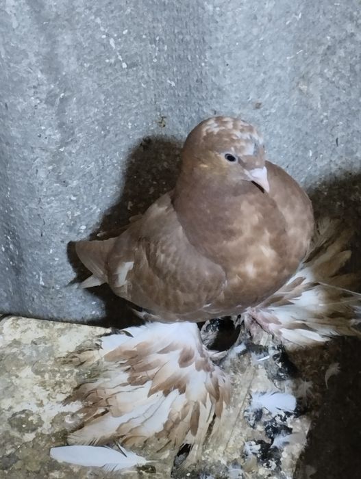 Голуби домашние.