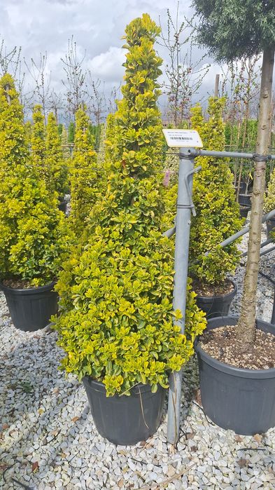 Plante ornamentale pentru gradina