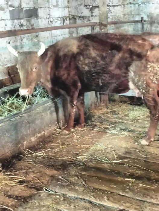 Сельхозживотное карова