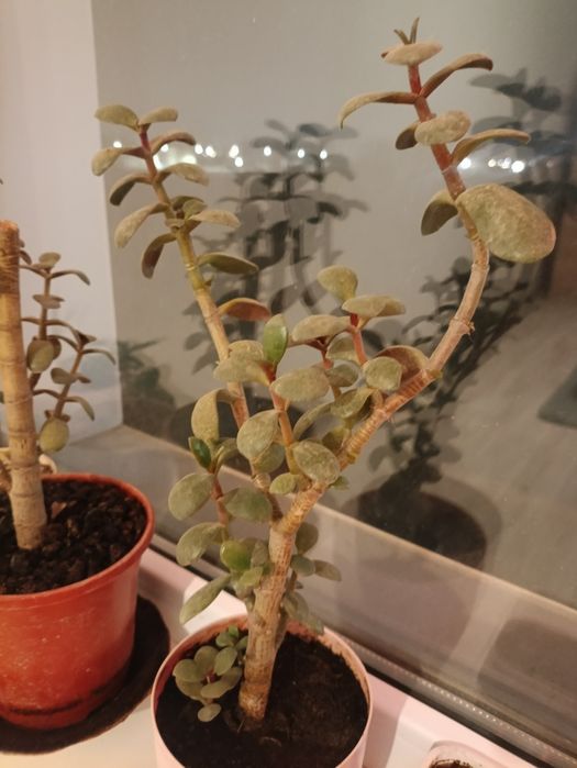 Толстянка, денежное дерево и хлорофитум