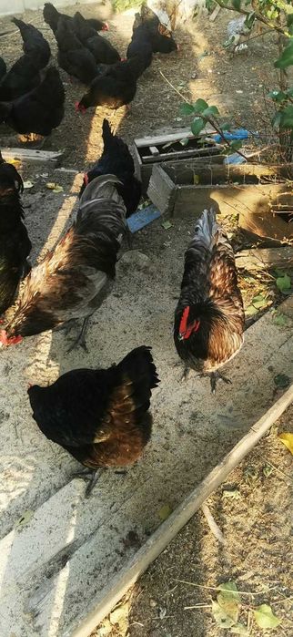 Vând cocoși Australorp.