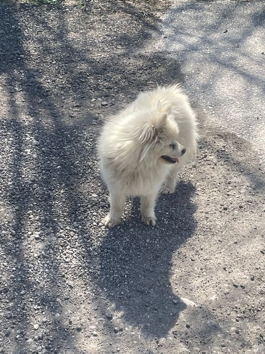 Померан на година