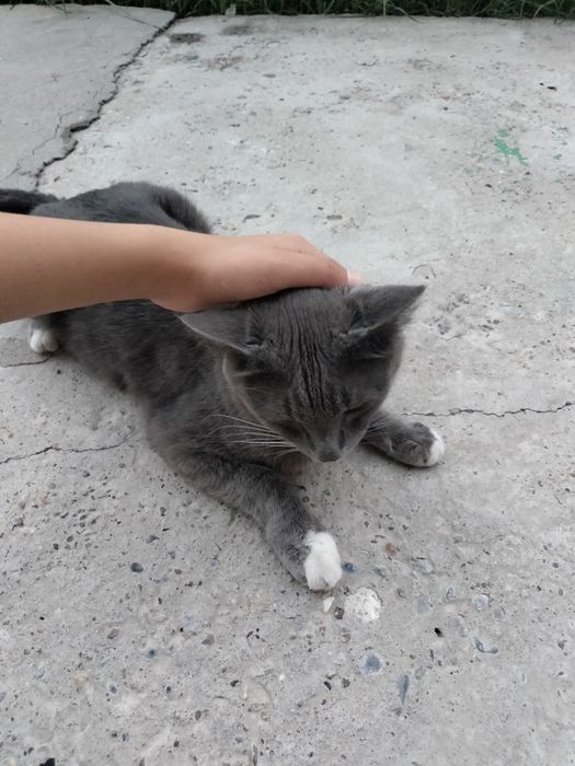 Кошка дам в лучшем руки