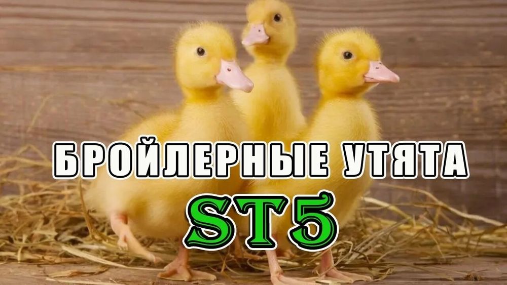 Утка бройлерская