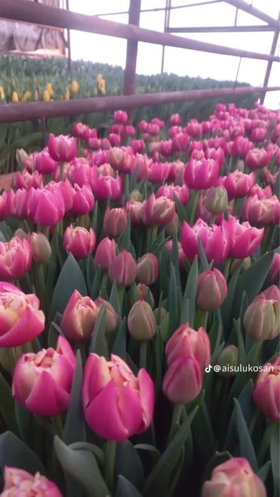 Тюльпаны оптом и розницу