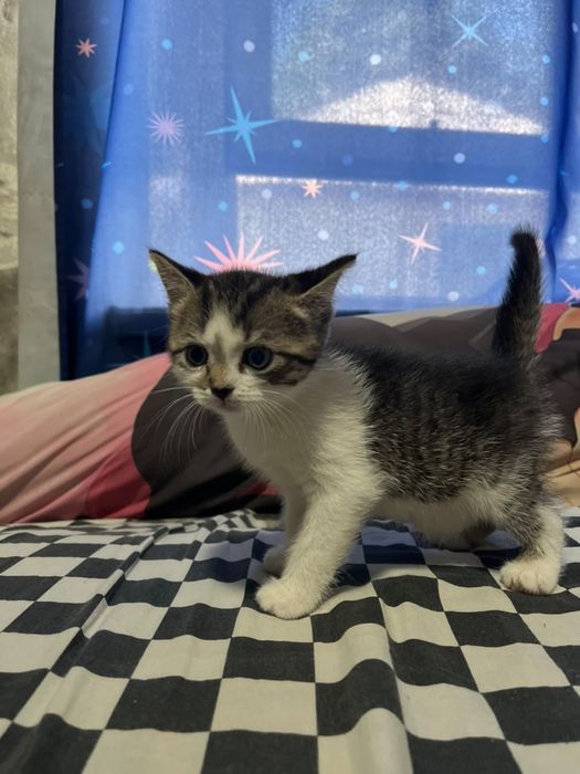 Отдам трёх котят в добрые руки