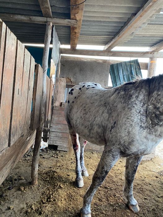 Айгыр сатылады !