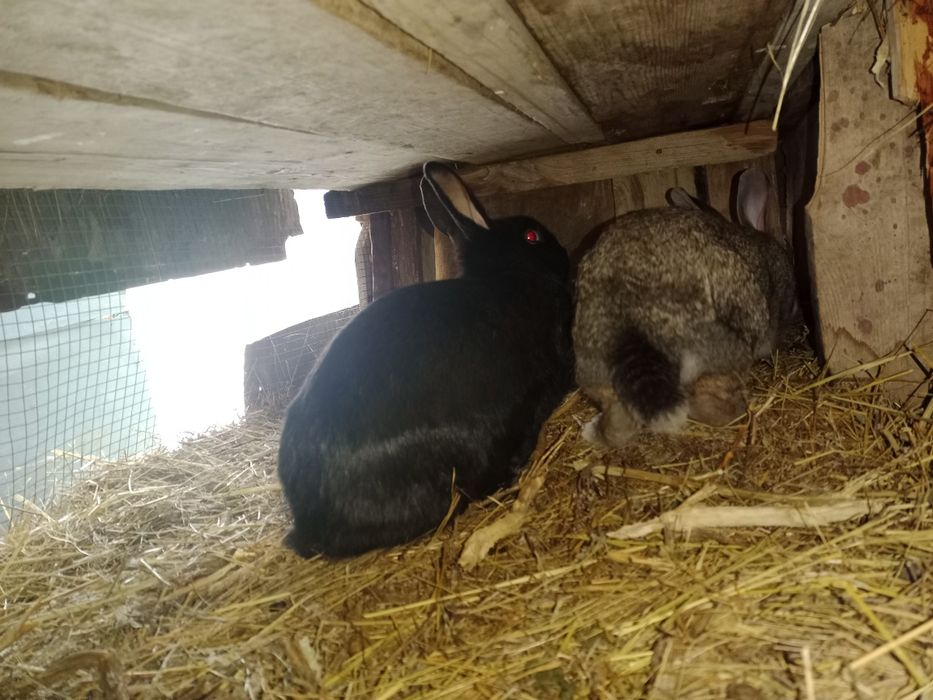 Қояндар сатылады