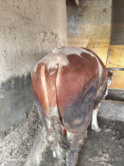 Buqa sotiladi smental