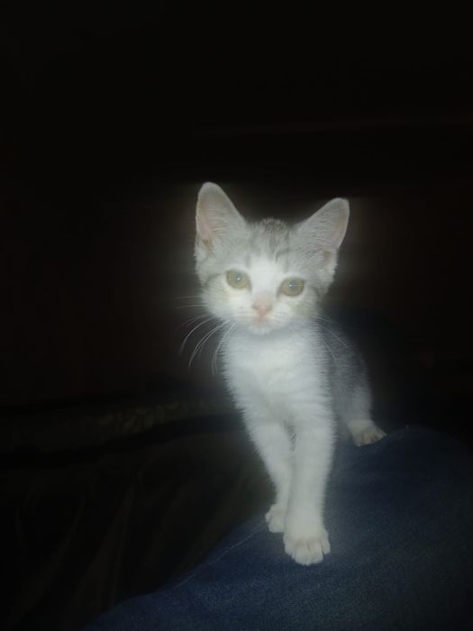 Продам породистого котенка 10 000 договорная