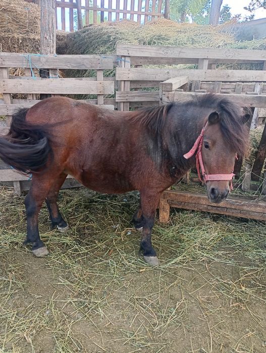 Poneiță ptr copii!