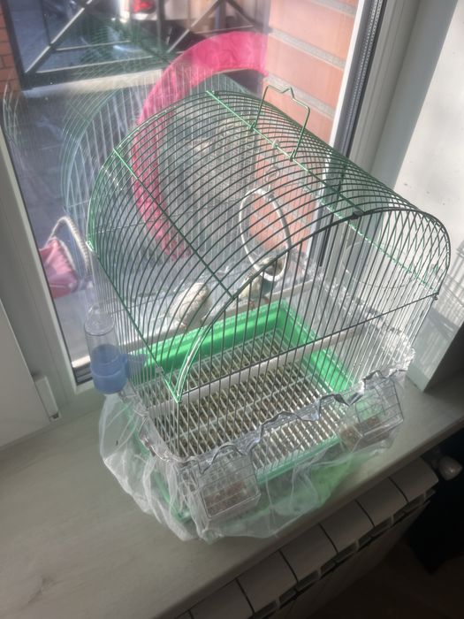 Волнистые попугаи