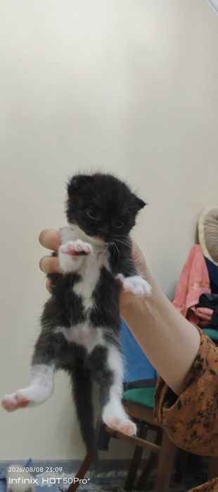 Скотиш страйт боллари