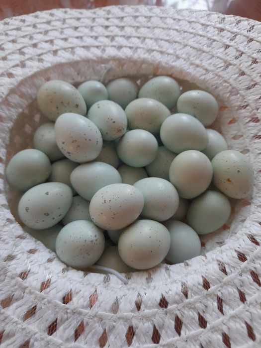 Pui prepelita Celadon au o zi