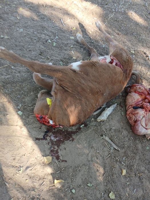 Вынужденый забой.