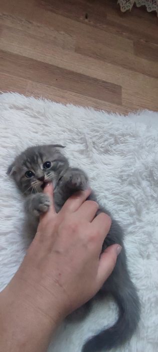 Продам котят , хороший подарок на новый год