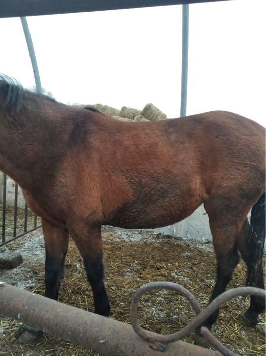 Жеребая кобыла обмен