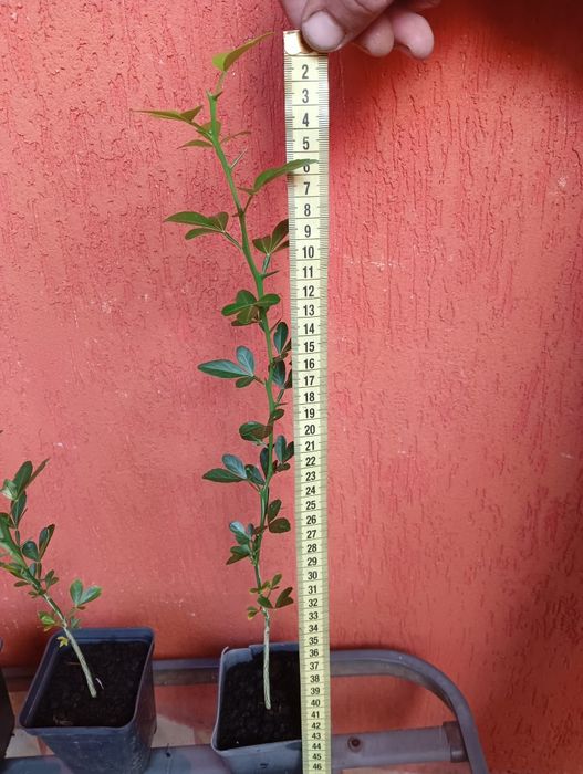 Lamai rezistenti la ger , Poncirus Trifoliata