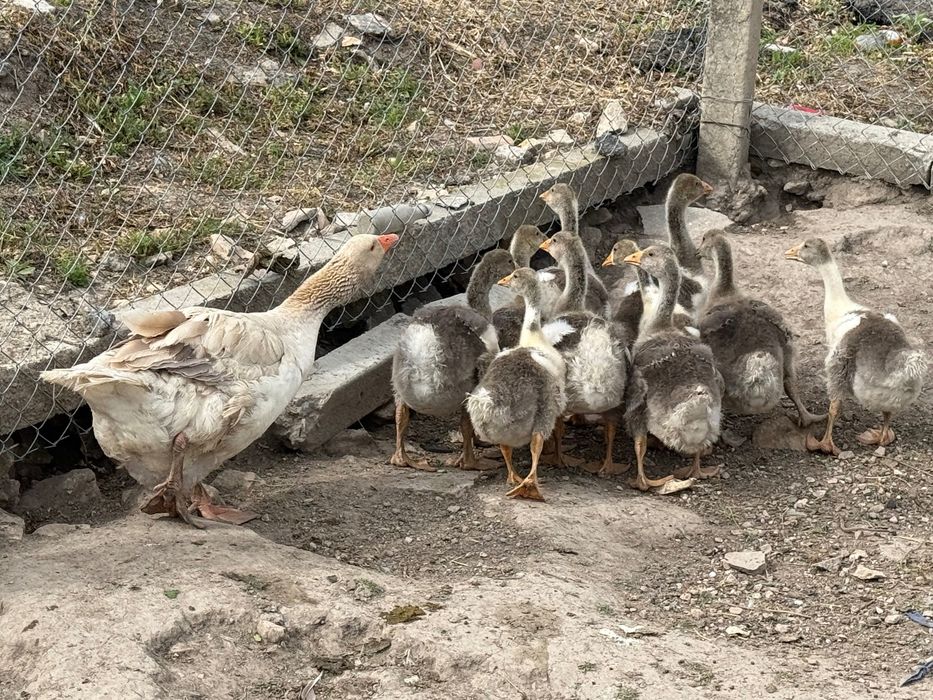 Продавам домашни гъсета на 1 месец и женска гъска майка