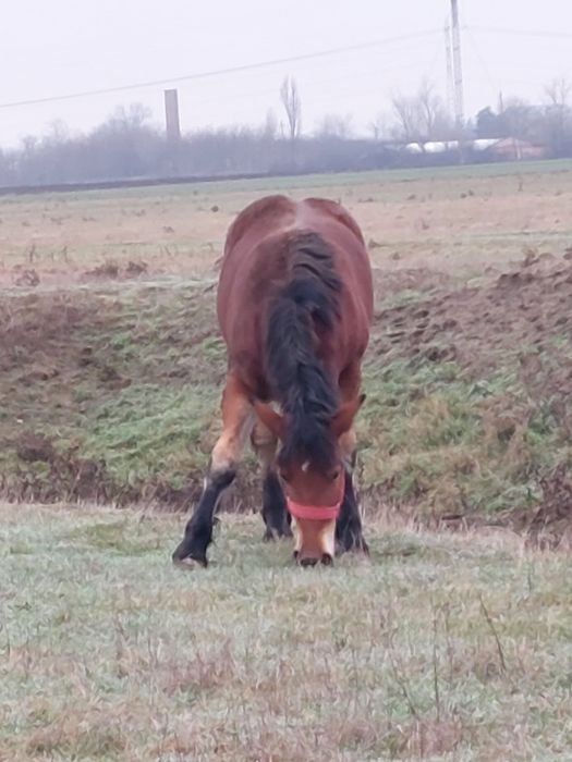 Vand manza de un an!