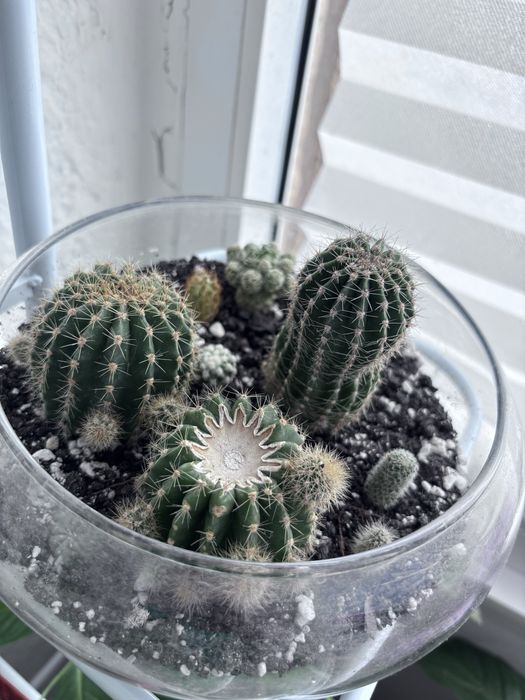 Продам комнатные цветы