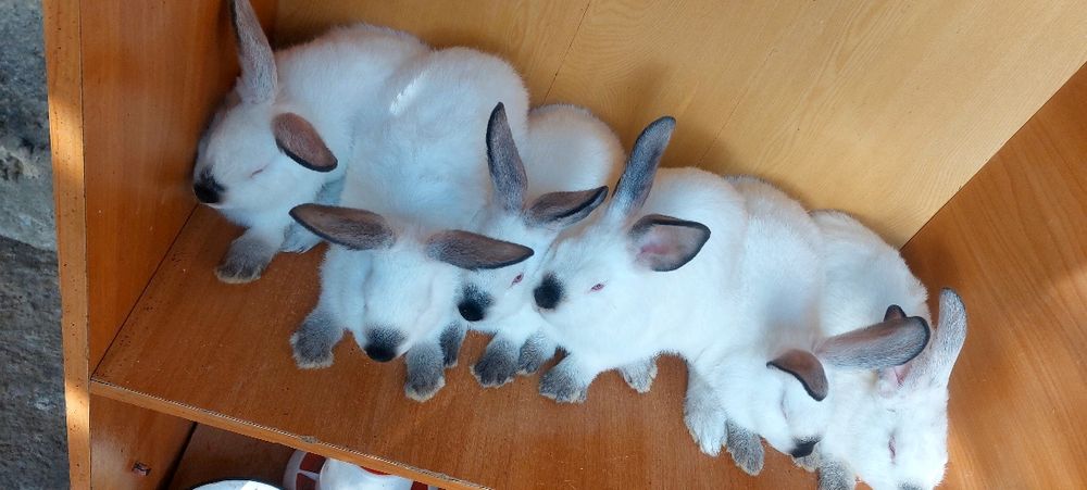 Кролики Коян калифорня