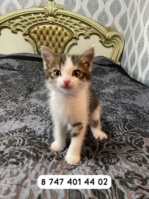Котенок 2 месяц самец.