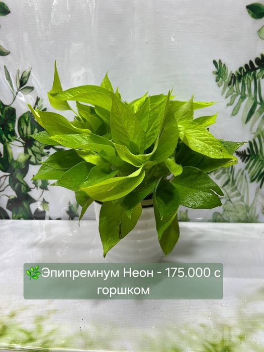 Эпипремнум Марбл, Эпипремнум Нжой и другие растения