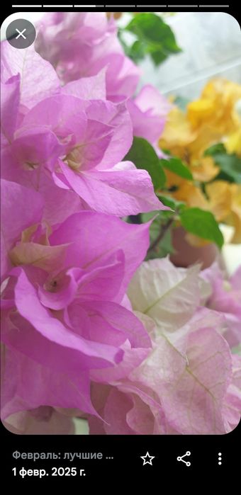 Укорененные черенки, писать на вотсап